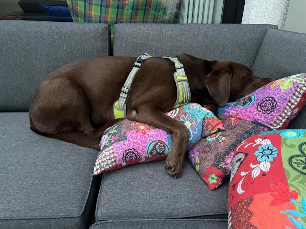 Labrador schläft im Kurhotel Bad Bocklet