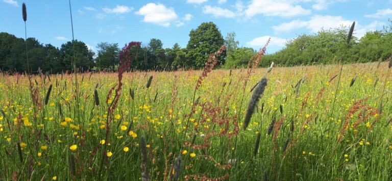 Pollenwiese, Tipps mit Ayurveda gut durch die Pollensaison